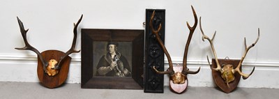 Lot 2152 - TAXIDERMY; a pair of antlers on oak shield...
