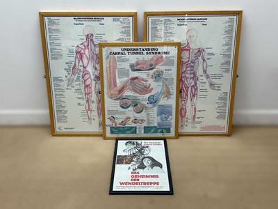 Lot 18 - Three late 20th century anatomical posters, 84...