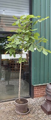 Lot 758 - A large potted horse chestnut tree.