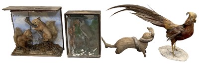 Lot 450 - TAXIDERMY; a Victorian taxidermy pheasant, on...