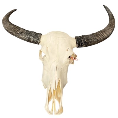 Lot 451 - TAXIDERMY; a large vintage unmounted cow skull...