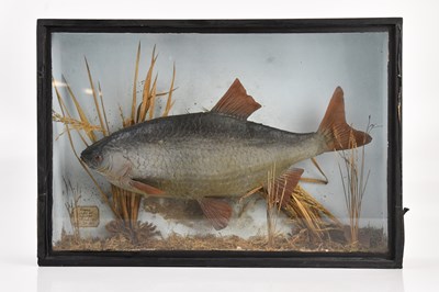 Lot 2153 - TAXIDERMY; a cased taxidermy roach, with label...