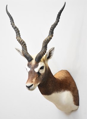Lot 1010 - A taxidermy blackbuck shoulder mount, 80cm.