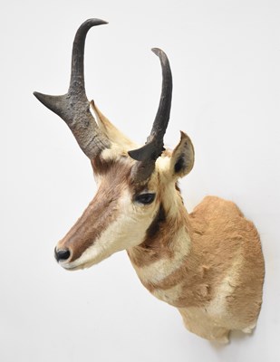 Lot 1004 - A North American pronghorn shoulder mount,...