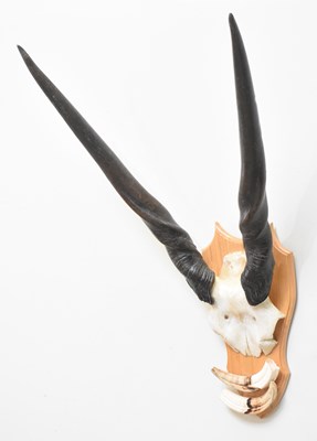 Lot 1012 - A mounted eland skull and horns, with a pair...