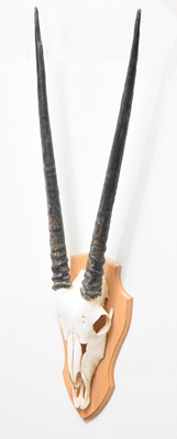 Lot 1005 - A mounted African sable antelope skull and...