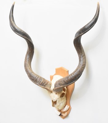 Lot 1006 - A mounted African kudu skull and horns, also a...