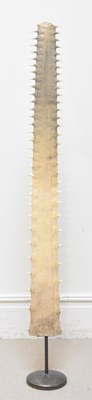 Lot 1003 - A c1920s sawfish rostrum, length 115cm....