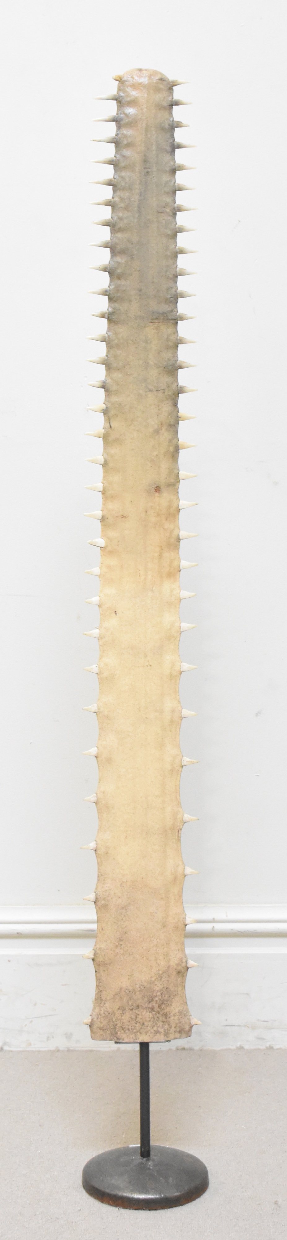 Lot 1003 - A c1920s sawfish rostrum, length 115cm.