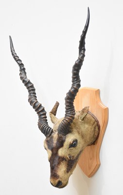 Lot 1007 - A Victorian mounted antelope head, approx 65cm.