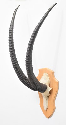 Lot 1008 - A mounted southern sable antelope horn and...
