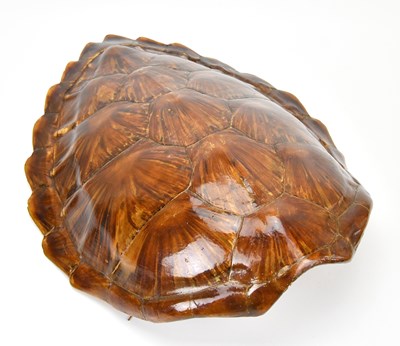 Lot 1001 - A green sea turtle shell, 45 x 36cm.