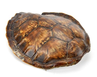 Lot 1002 - A green sea turtle shell, 40 x 30cm.
