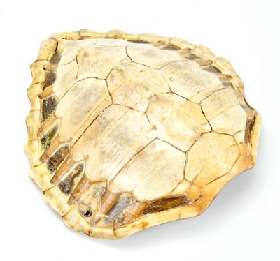 Lot 1000 - A blonde sea turtle shell, 36 x 32cm.