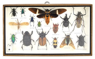 Lot 1009 - A cased display of mini beasts, mainly...