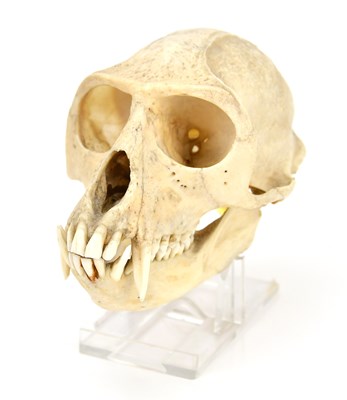 Lot 1017 - A spider monkey skull, on perspex stand,...