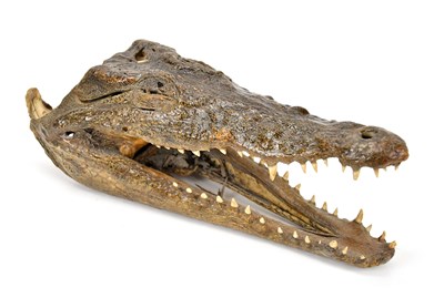 Lot 1011 - A preserved Caiman crocodile head, 25cm.