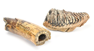Lot 321 - A fossilised mammoth tooth, 27cm, with a...