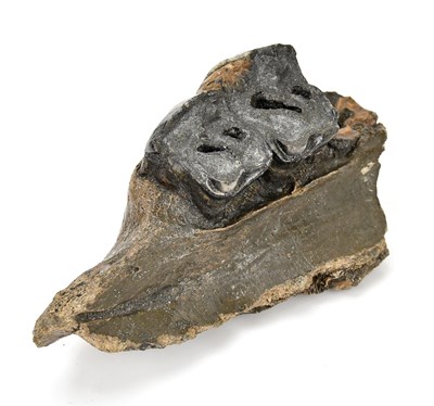 Lot 341 - Two fossilised molars and parts of a jaw bone.