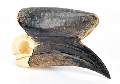 Lot 1013 - An African black casqued hornbill skull,...