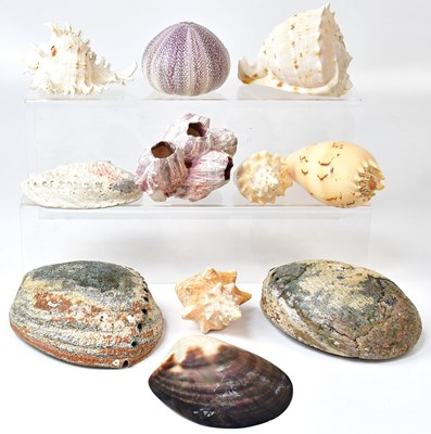Lot 238 - A collection of seashells, to include abalone,...