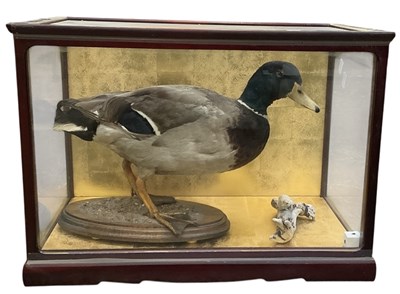 Lot 700 - TAXIDERMY; a mallard drake duck, on oval...