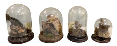 Lot 701 - TAXIDERMY; a taxidermy grass mouse, in...