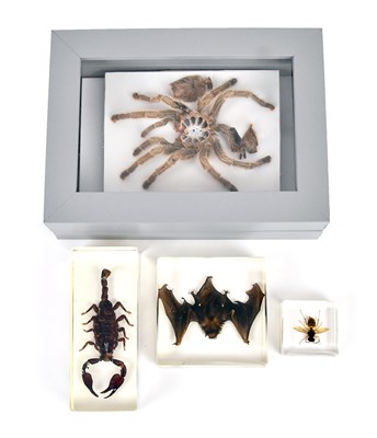 Lot 1014 - Three resin displays comprising scorpion, wasp...