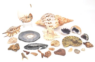 Lot 291 - A collection of rock specimens, fossils, teeth,...