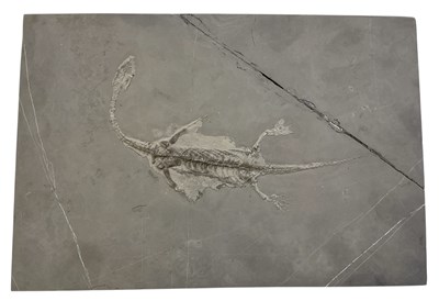 Lot 389 - A keichousaurus skeleton fossil, in...