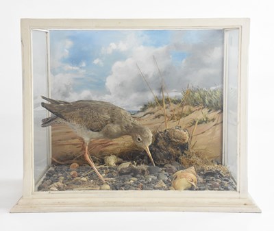 Lot 1015 - A taxidermy model of a common redshank, fitted...