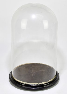 Lot 1079 - A large late Victorian glass dome on ebonised...