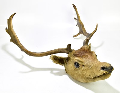 Lot 1105 - TAXIDERMY; a stag's head mounted on wooden...