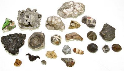 Lot 1060 - A group of fossils and specimen stones.