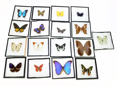 Lot 1106 - An unusual group of seventeen exotic...