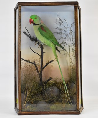 Lot 171 - TAXIDERMY; a wall cased Alexandrine parakeet...