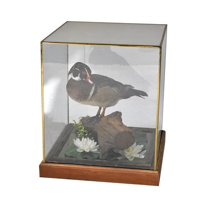 Lot 169 - TAXIDERMY; a Carolina Wood Duck in a...