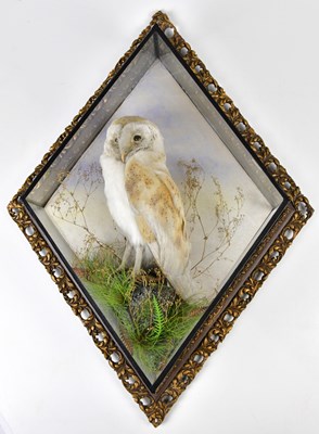 Lot 1500 - TAXIDERMY; a 20th century cased taxidermy of a...