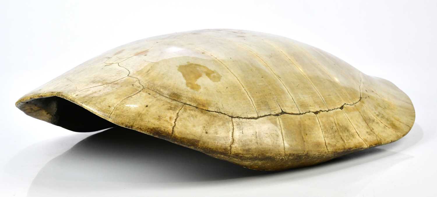 Lot 1250 - TAXIDERMY; a loggerhead blond turtle shell,...