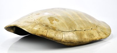 Lot 1250 - TAXIDERMY; a loggerhead blond turtle shell,...