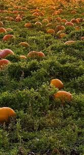 Lot 6 - Family entry to the Lymm Pumpkin Patch and...