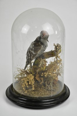 Lot 1502 - TAXIDERMY; a model of a lesser spotted...