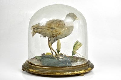 Lot 1504 - TAXIDERMY; a model of a water rail, within...
