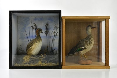 Lot 5195 - TAXIDERMY; a taxidermy duck on wooden plinth...