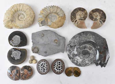 Lot 290 - A group of ten fossils and fossil sections,...