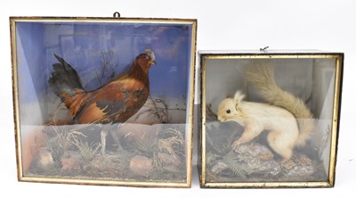 Lot 291 - A taxidermy chicken mounted in glazed case...