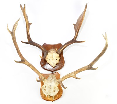 Lot 1099A - TAXIDERMY; a set of deer antlers on shield...