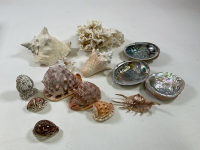 Lot 562 - A display of seashells presented within...