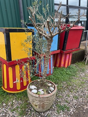 Lot 560 - A large olive tree in a terracotta pot, pot...