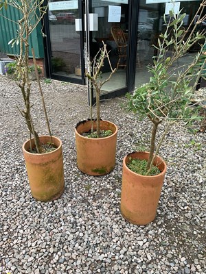 Lot 561 - Three olive trees in terracotta pots. Height...
